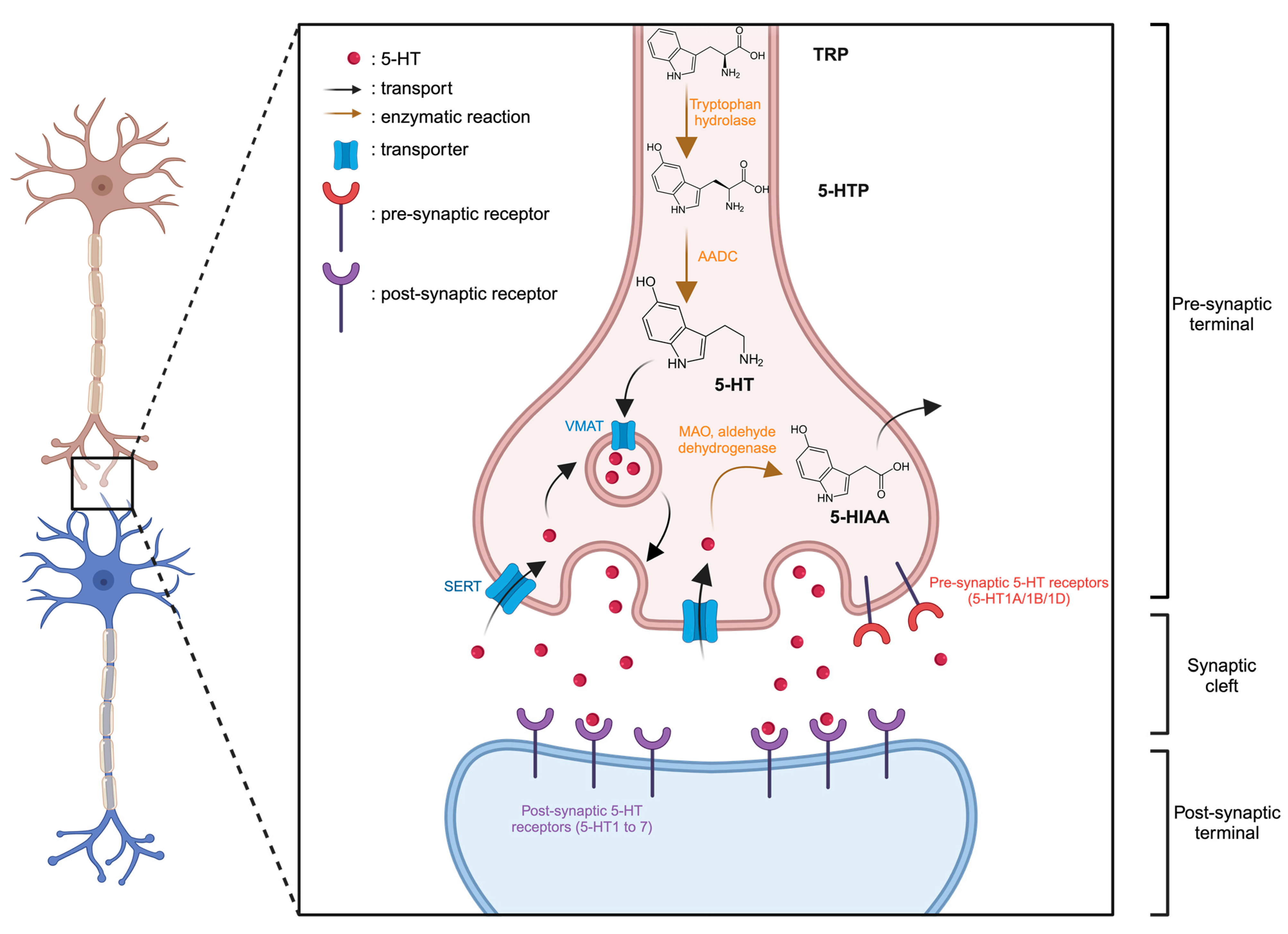 Molecules 29 00496 g001