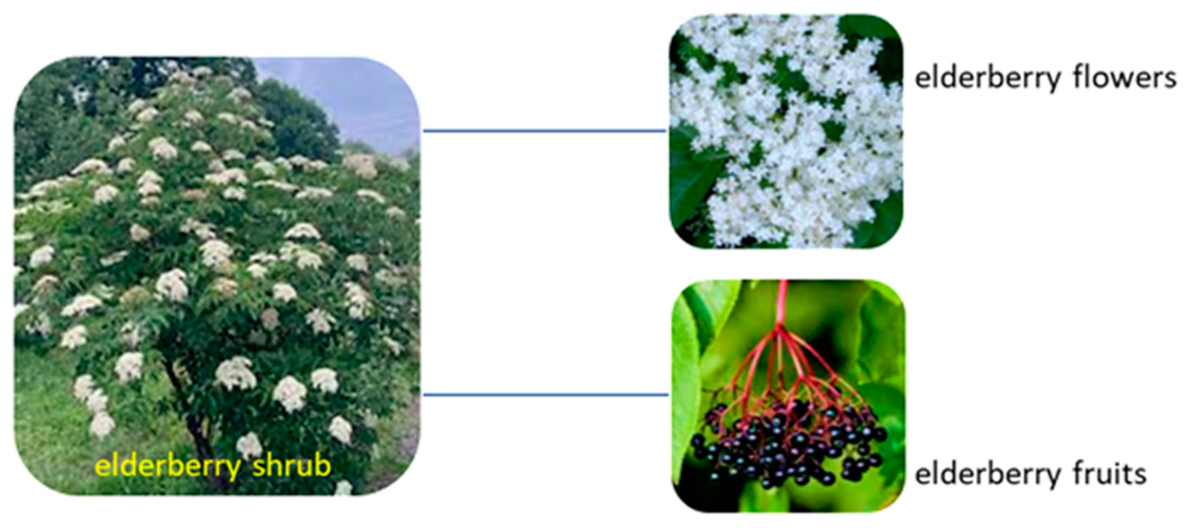 Molecules 29 00498 g002 Molecules 29 00498 g002