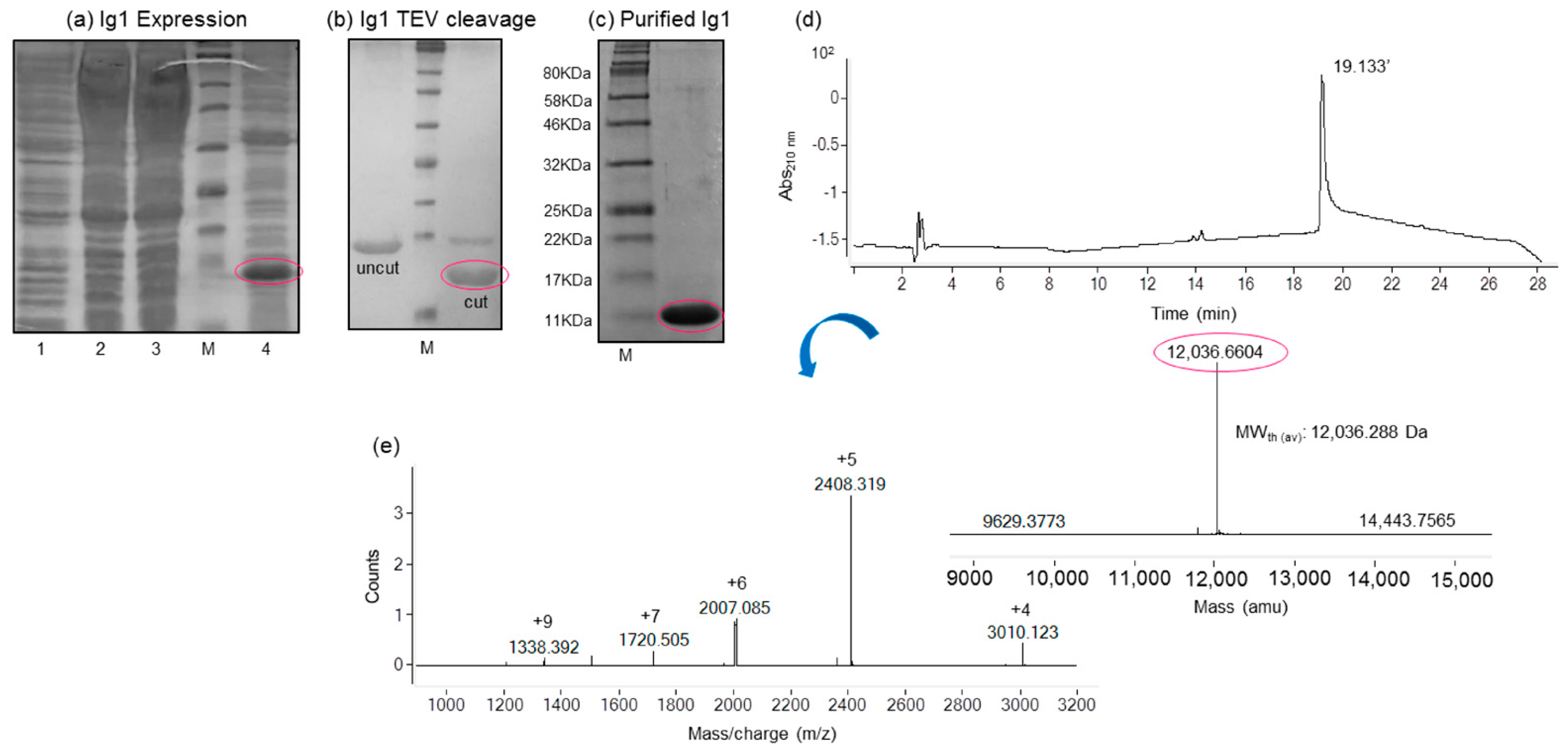 Molecules 29 00521 g001