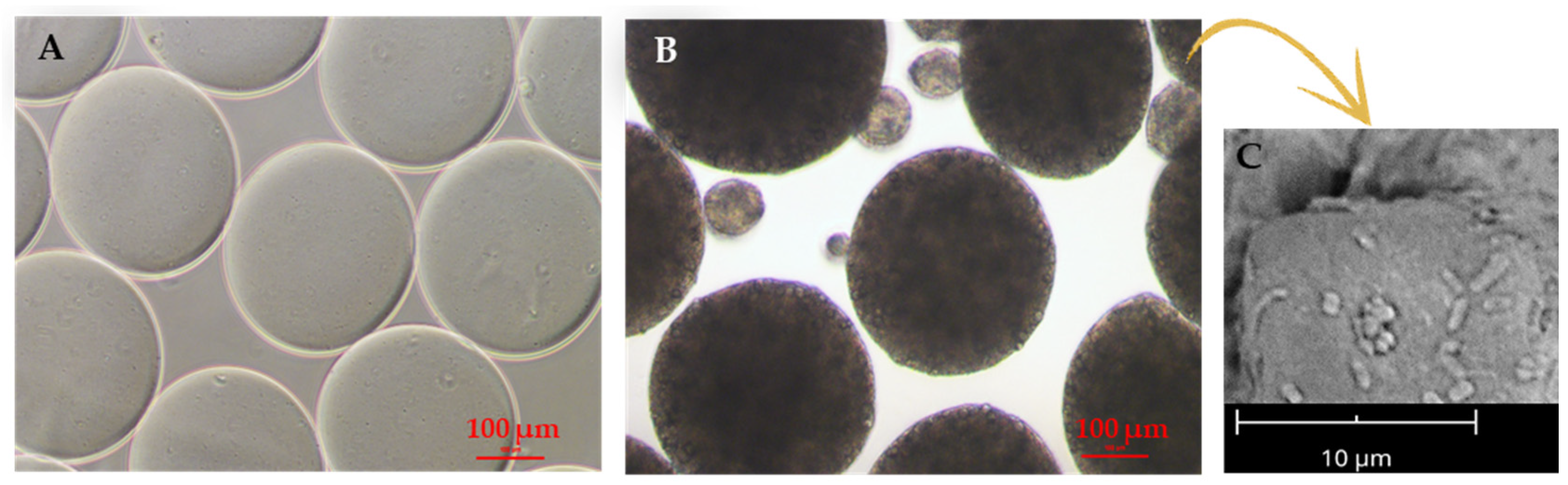 Molecules 29 00533 g005