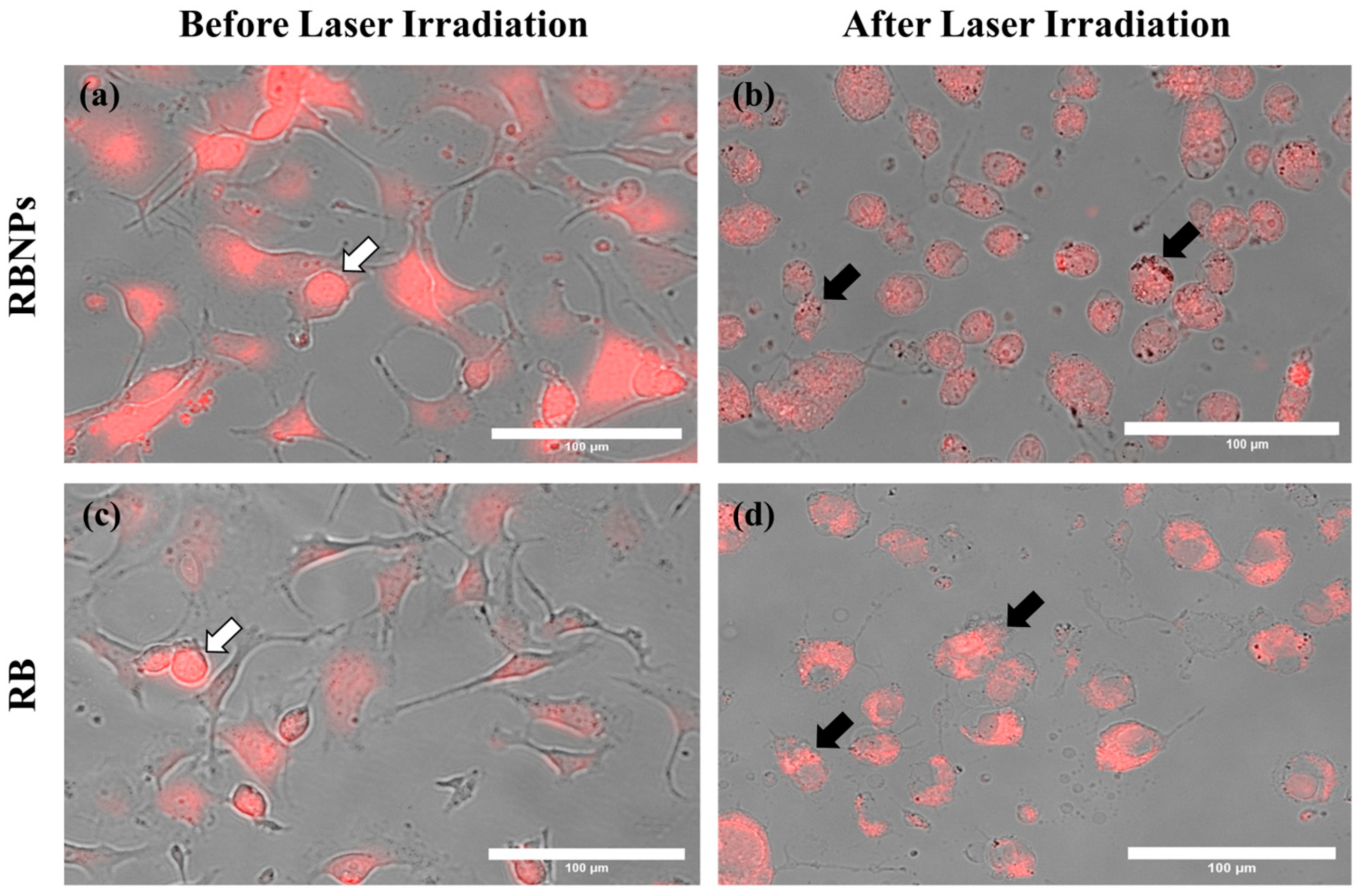 Molecules 29 00546 g004