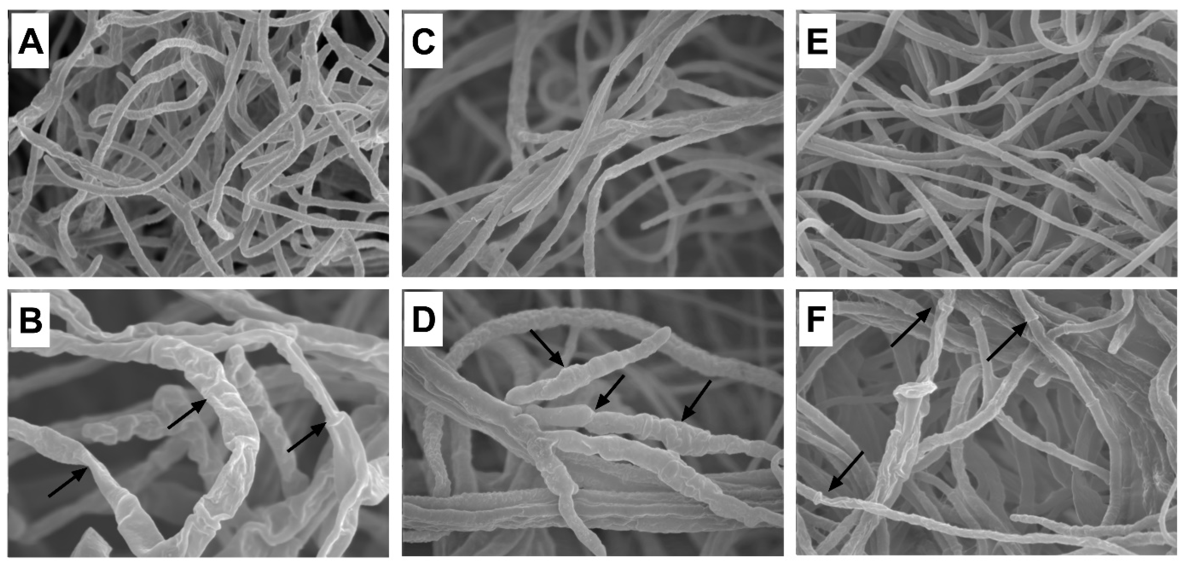 Molecules 29 00556 g005