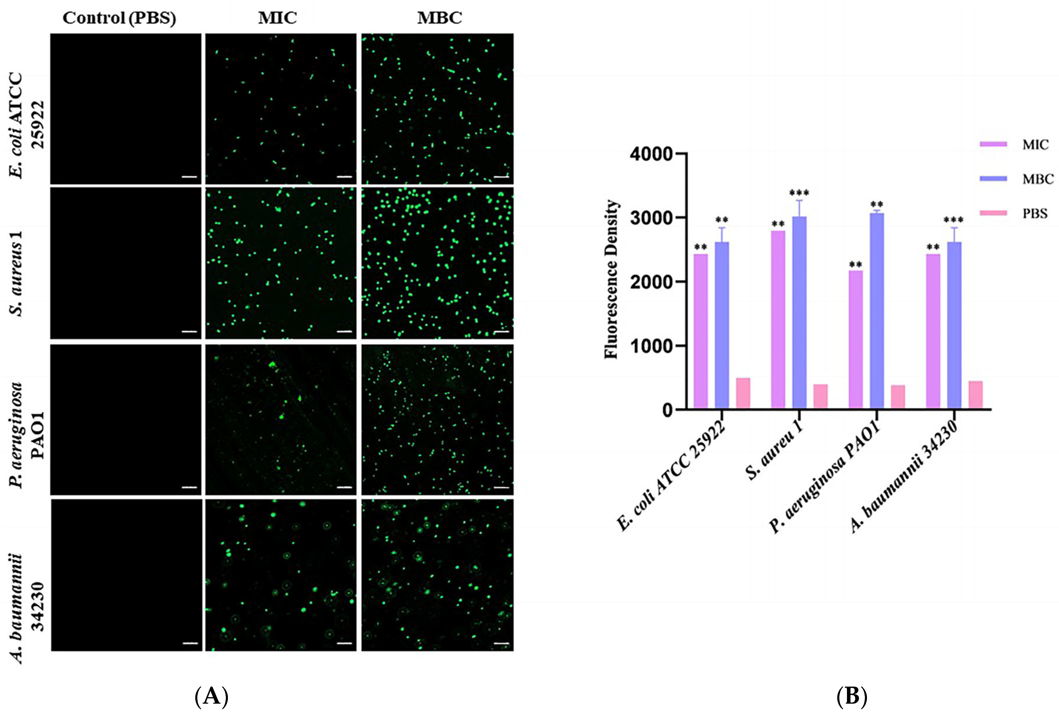 Molecules 29 00558 g004