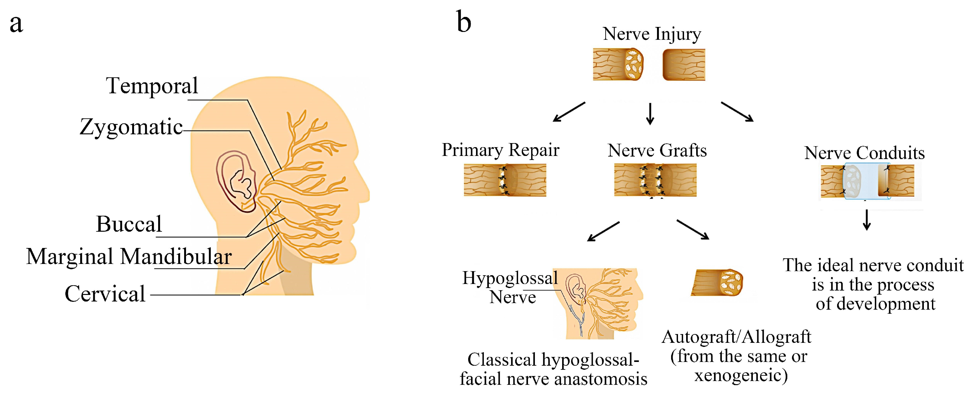 Molecules 29 00566 g001