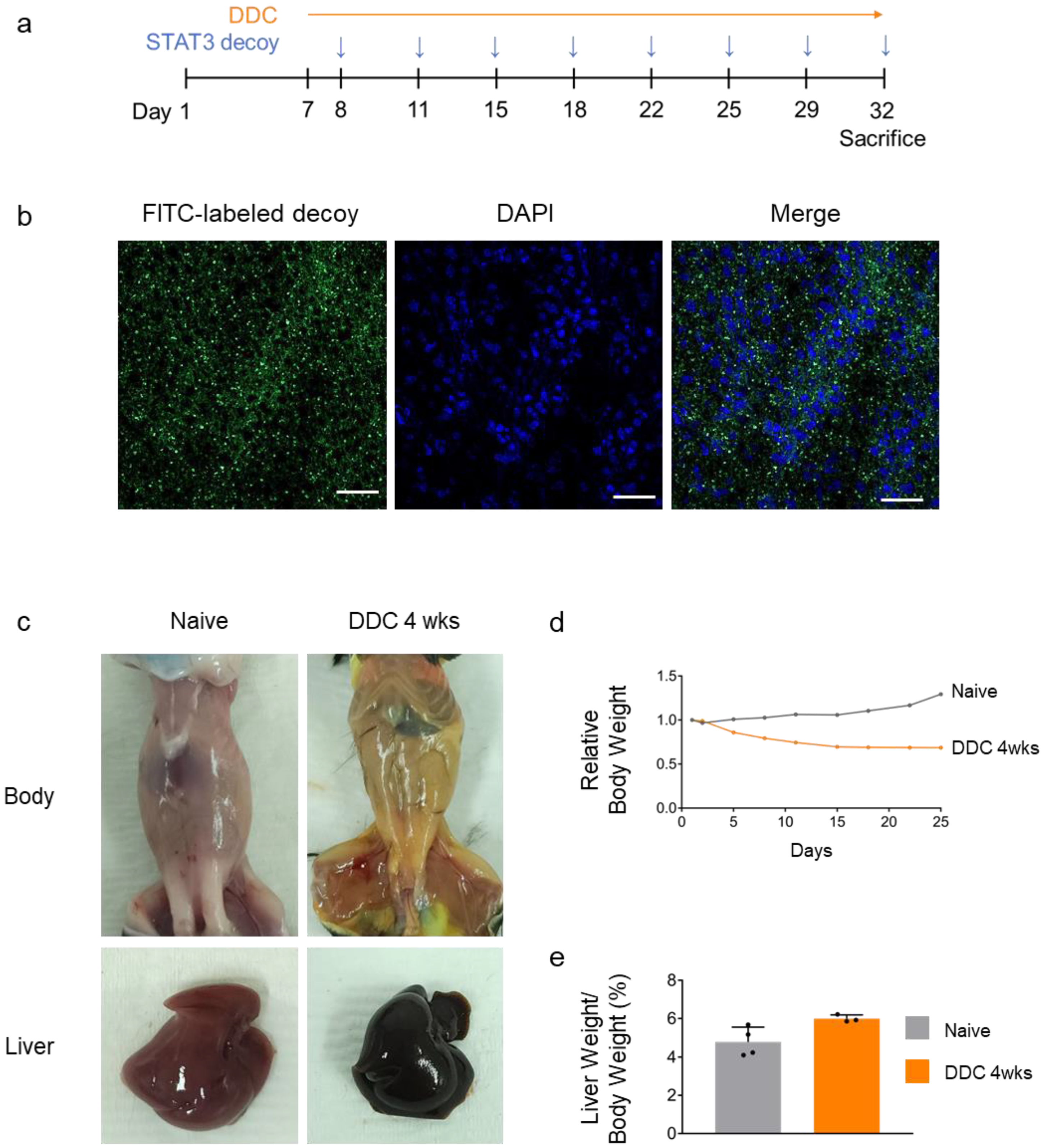 Molecules 29 00593 g004