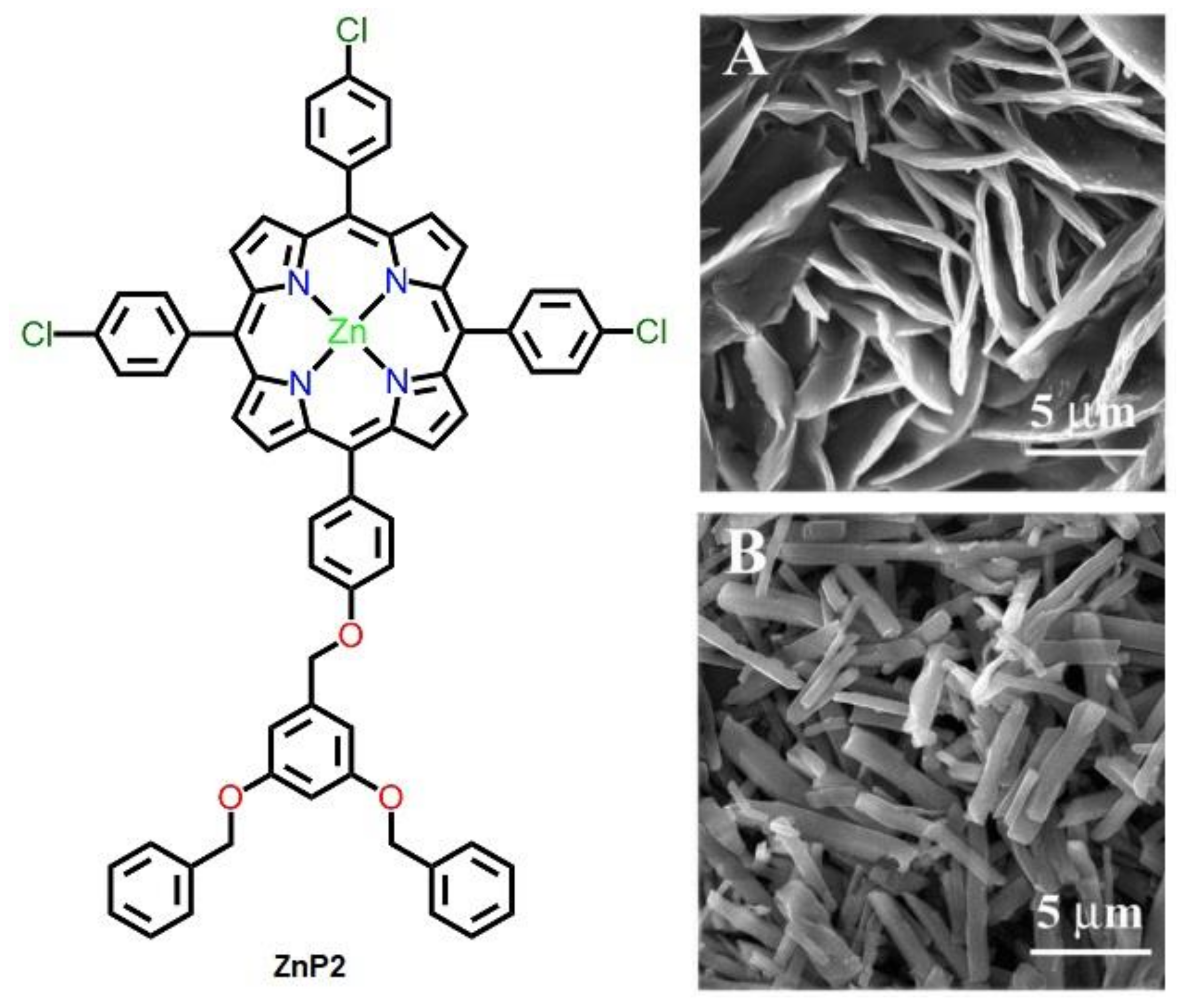 Molecules 29 00611 g004