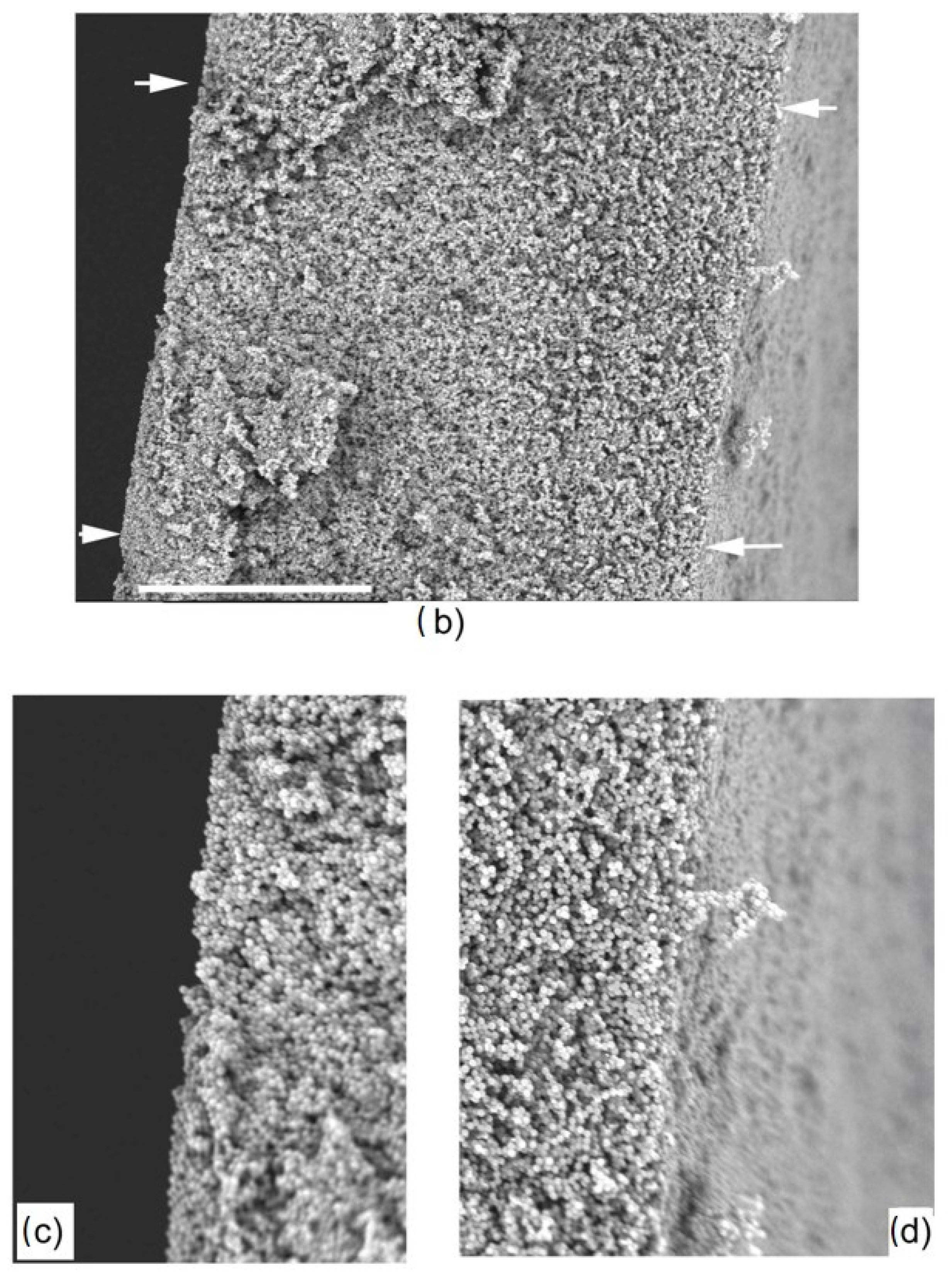 Molecules 29 00654 g002b