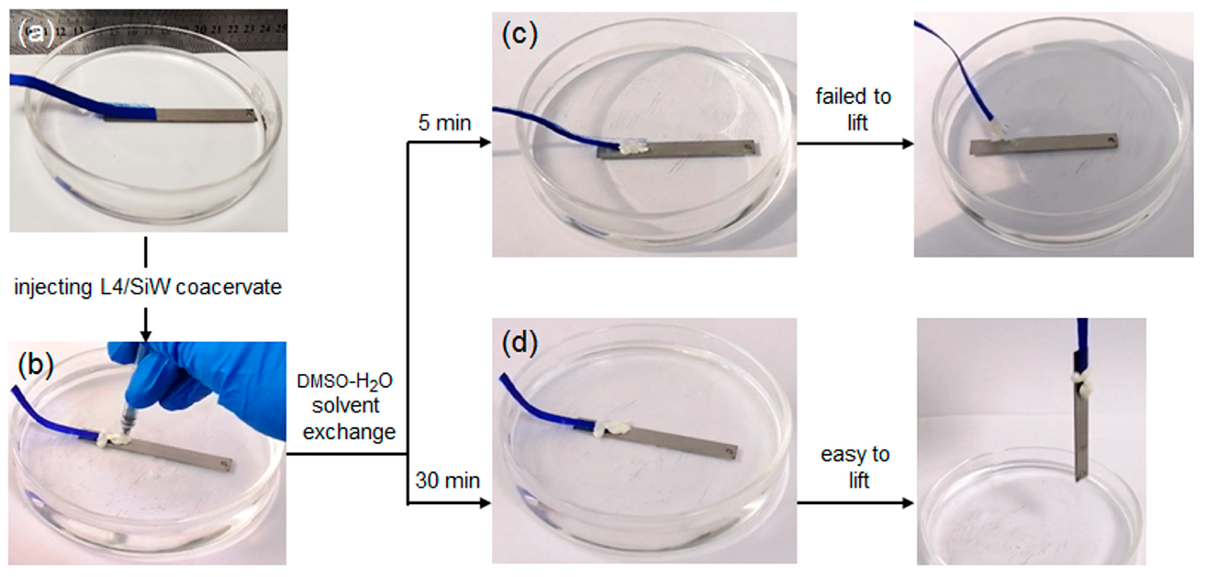 Molecules 29 00681 g007