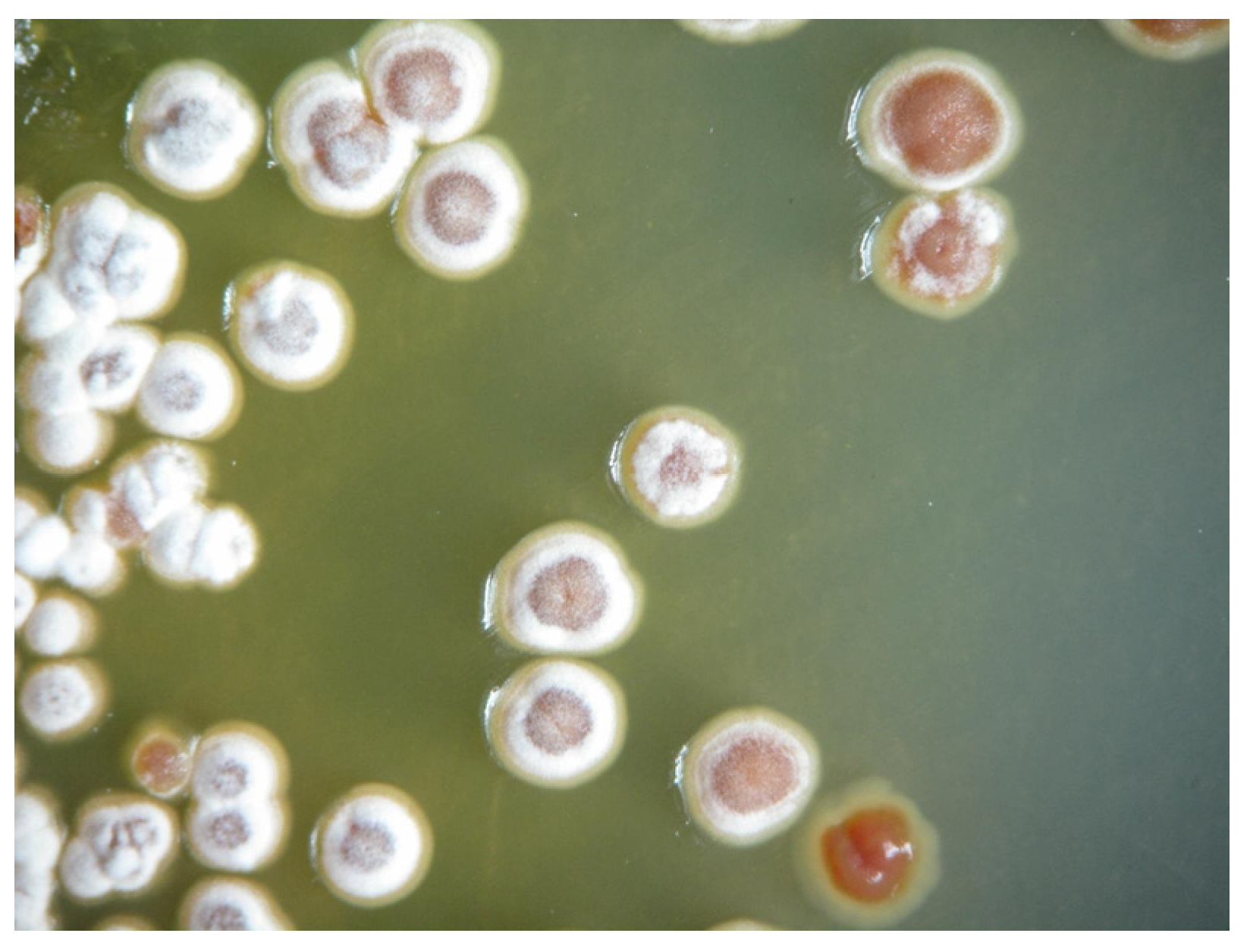 Molecules 29 00720 g001