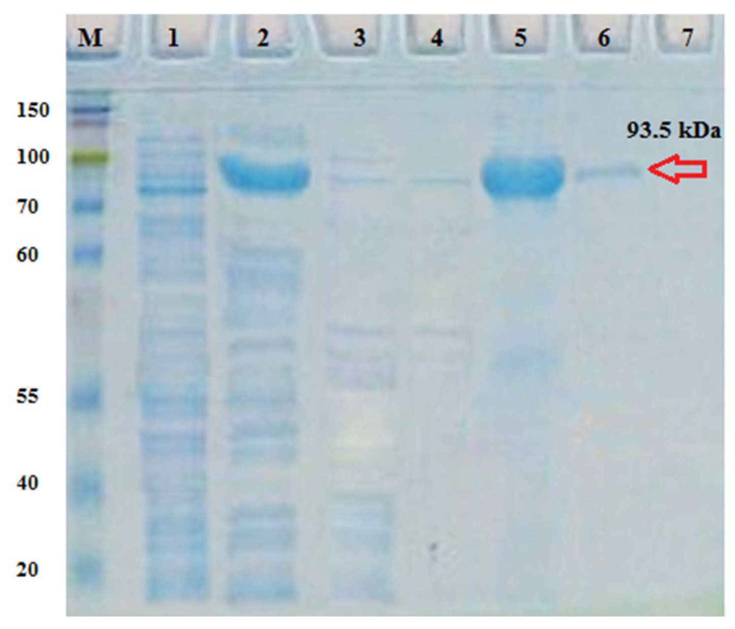 Molecules 29 00720 g003