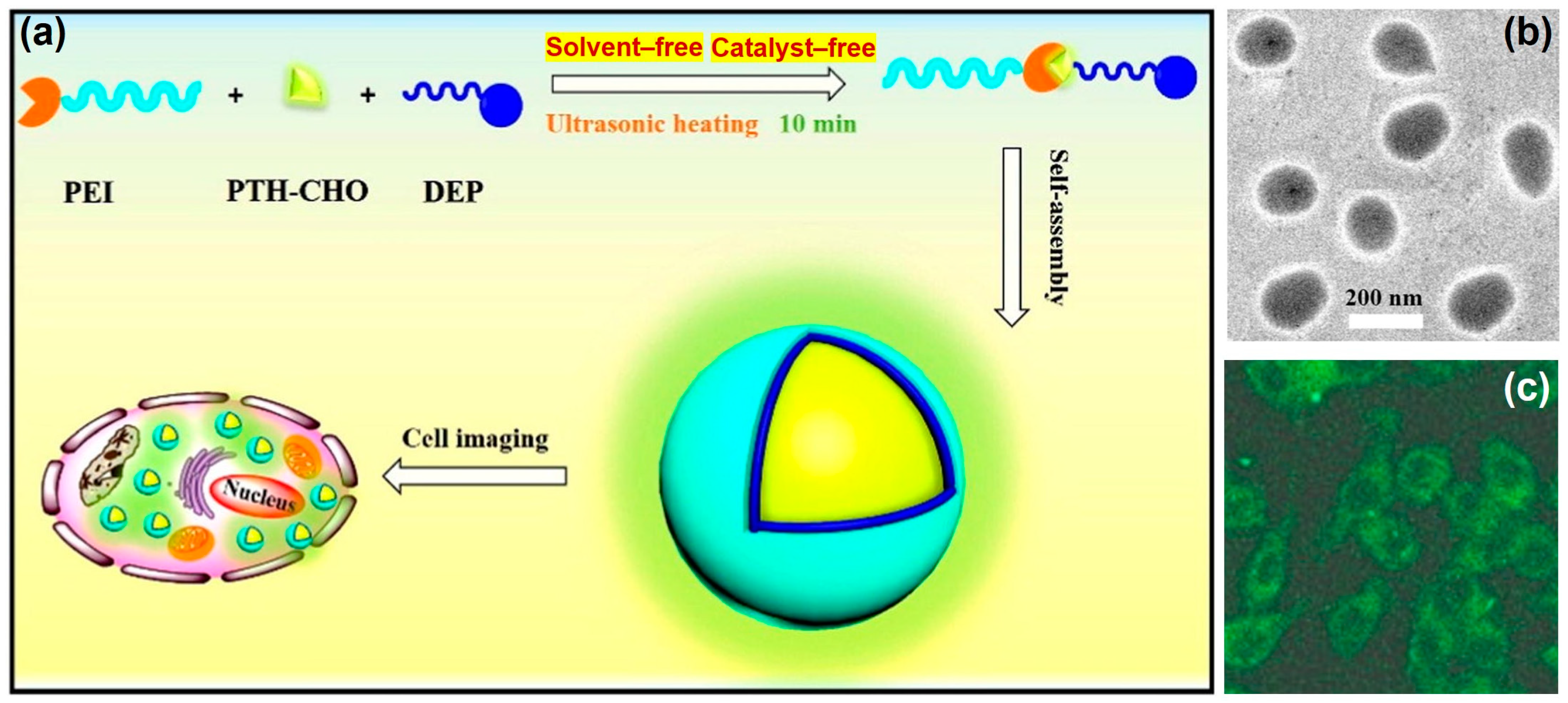 Molecules 29 00727 g011
