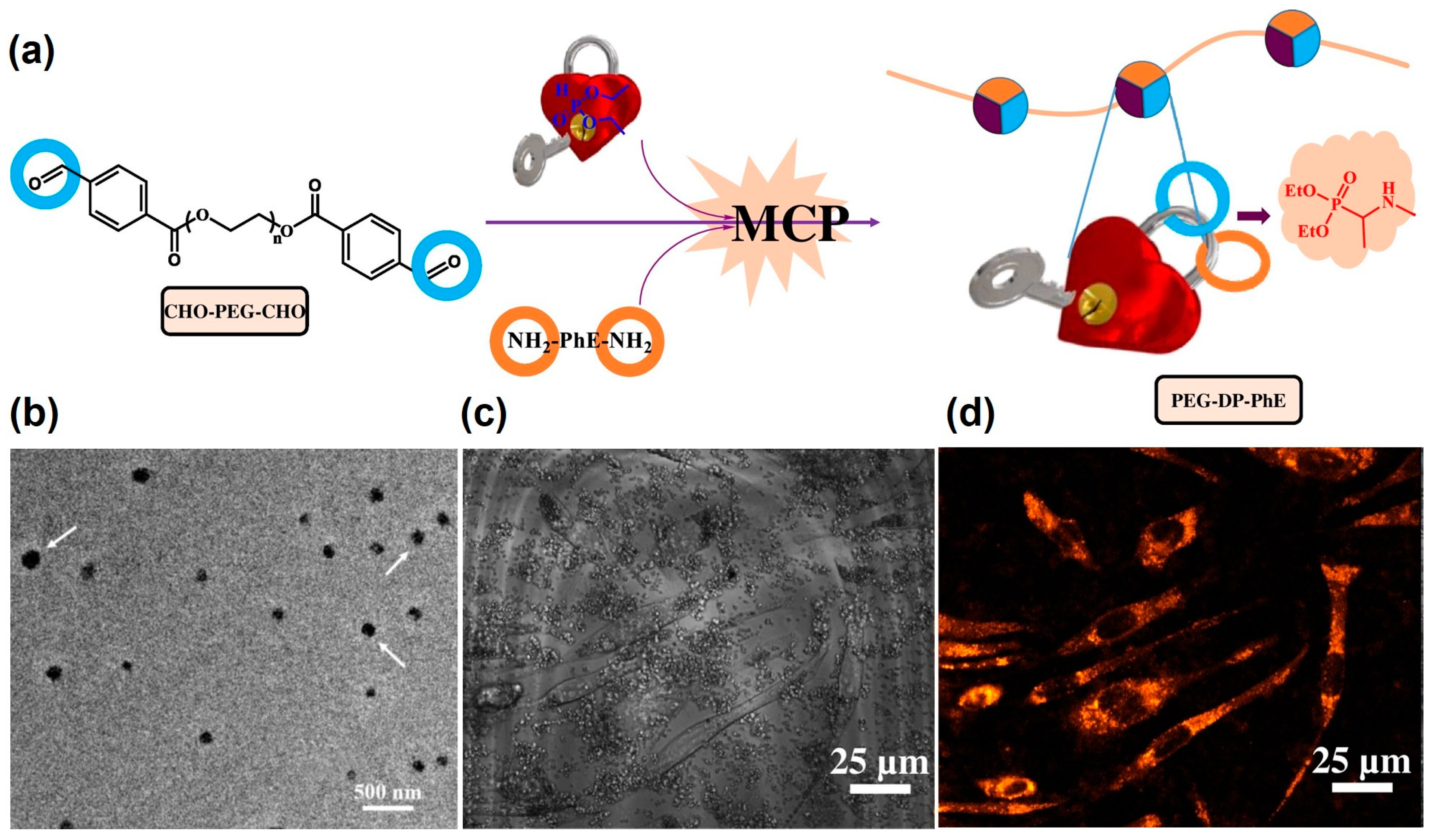 Molecules 29 00727 g012