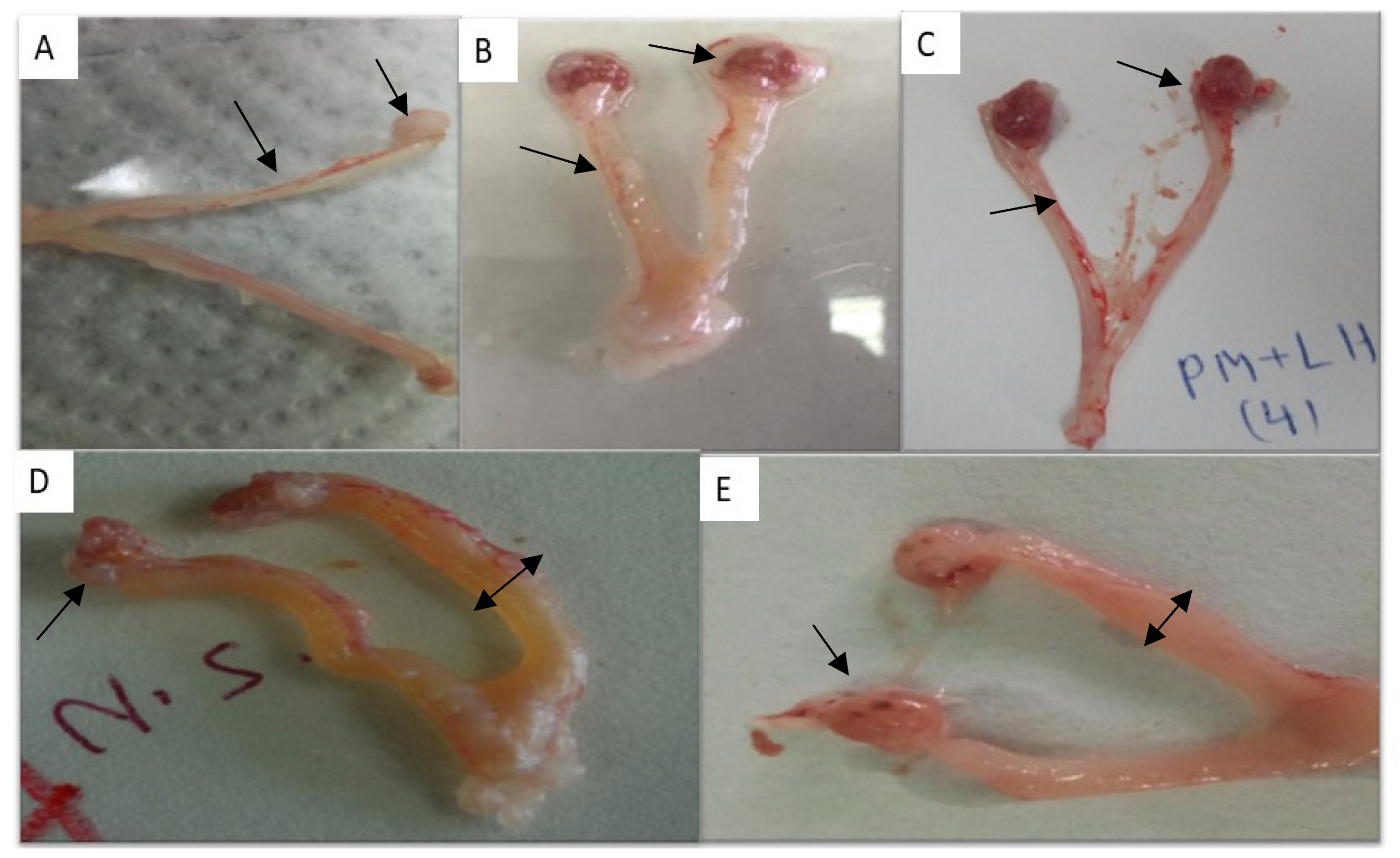 Molecules 29 00735 g002