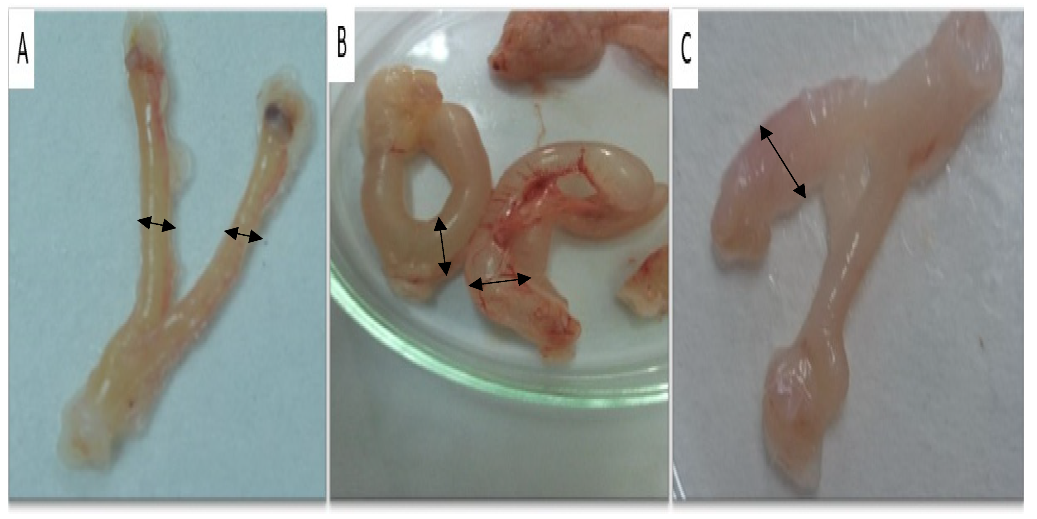 Molecules 29 00735 g005