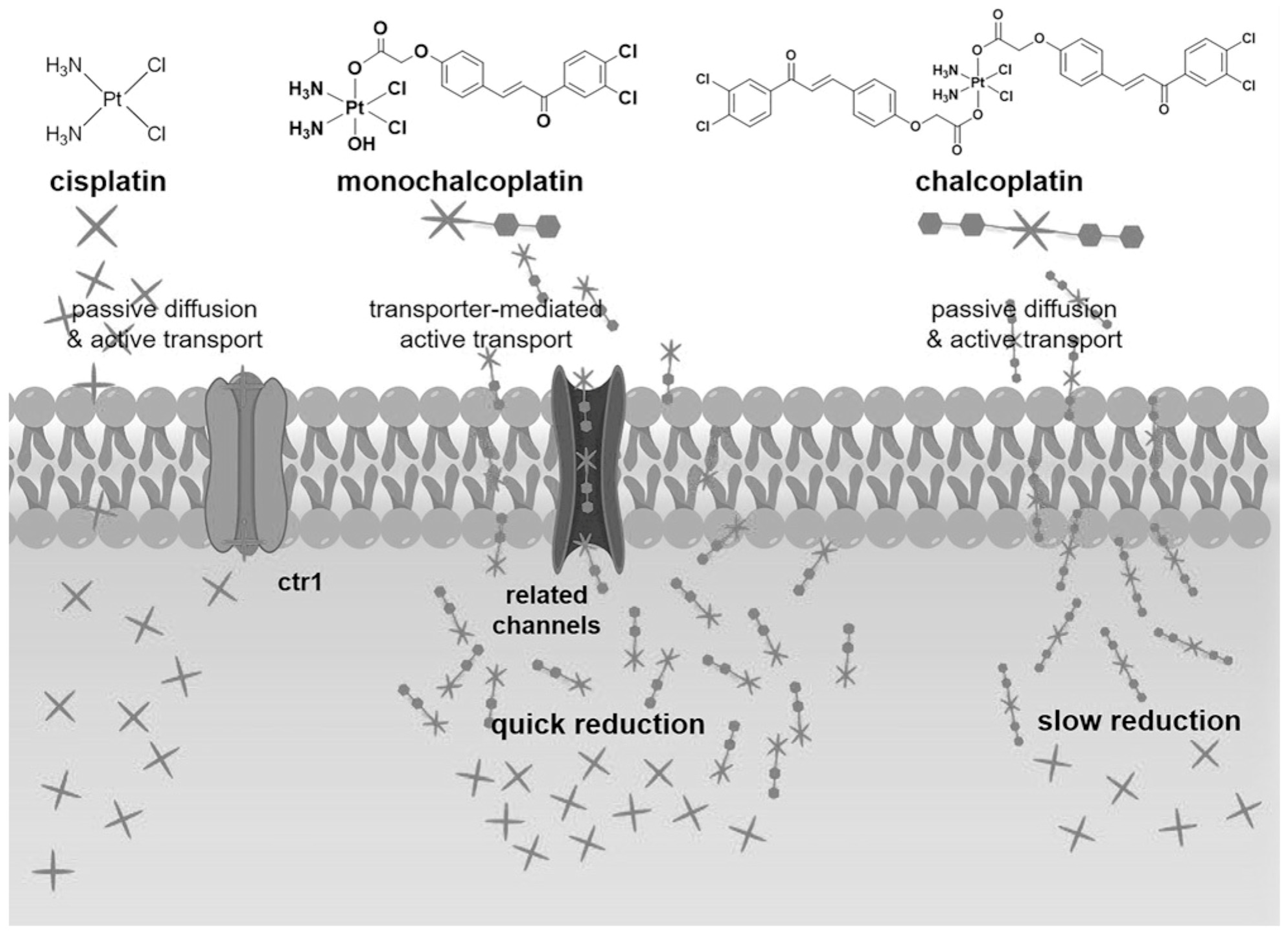 Molecules 29 00746 g006