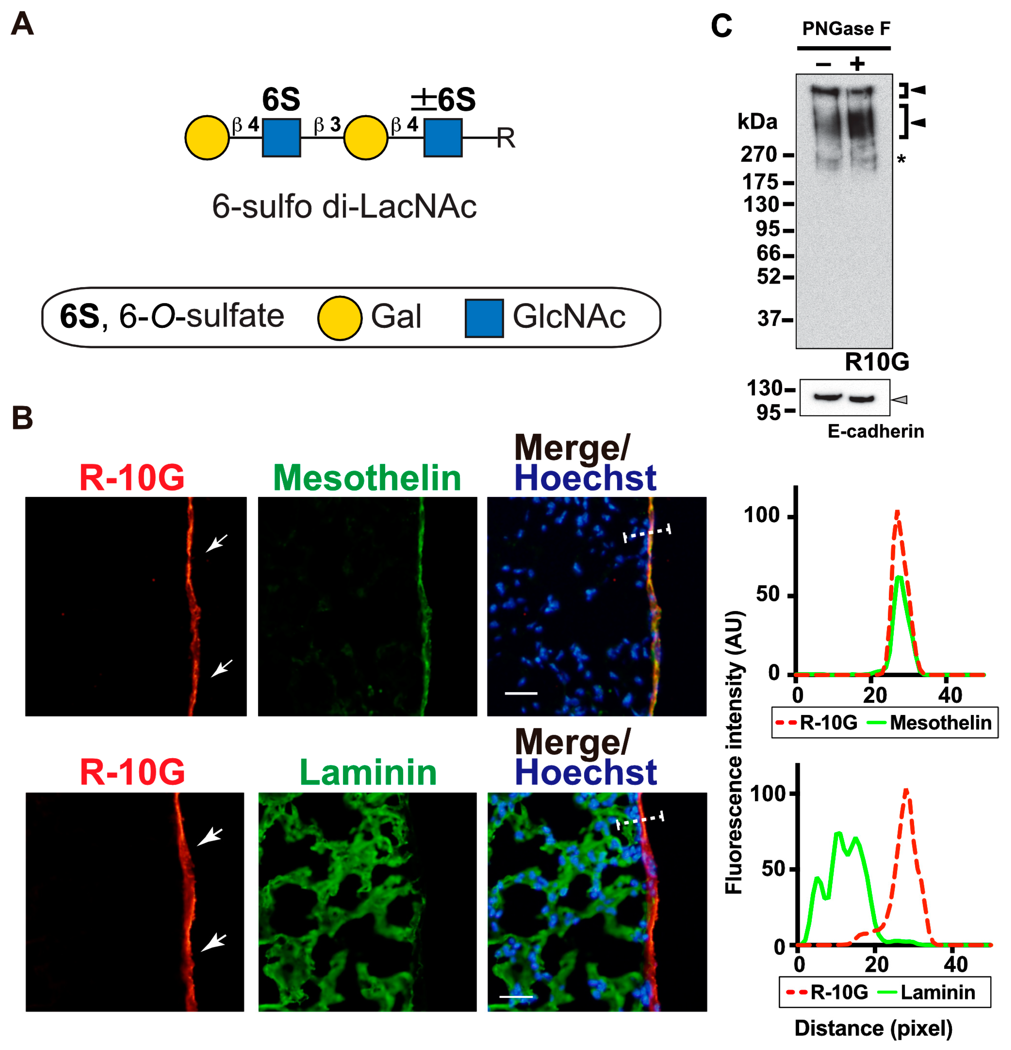 Molecules 29 00764 g001