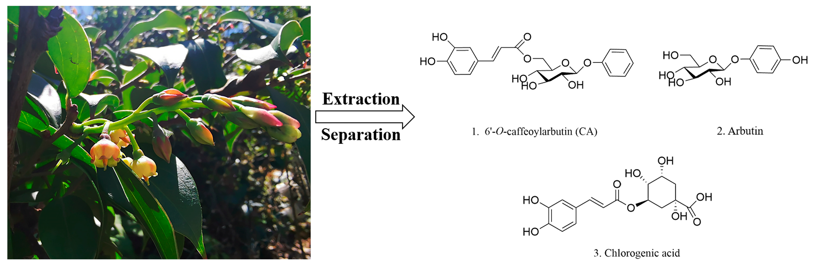 Molecules 29 00780 g007