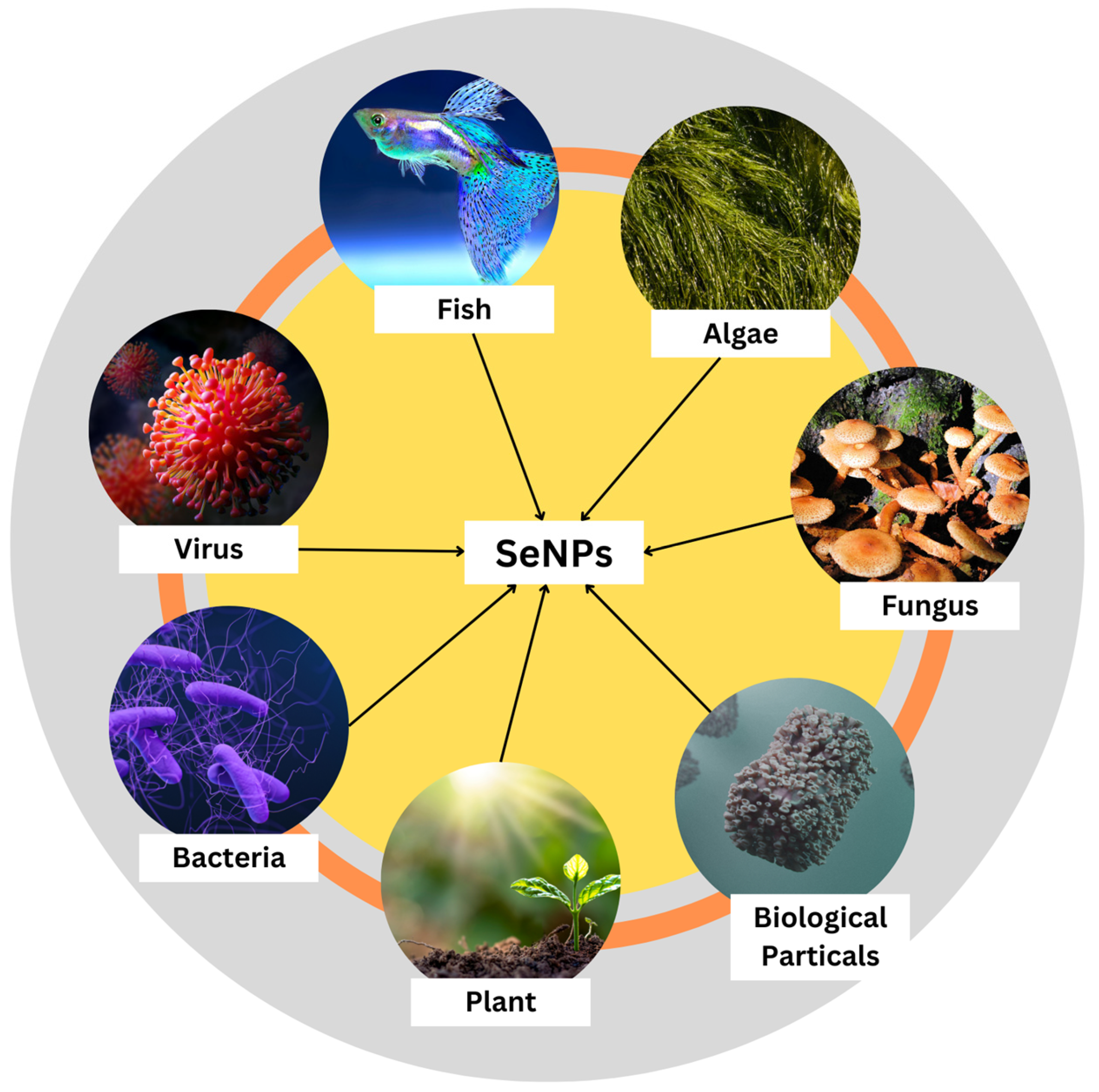 Molecules 29 00801 g003