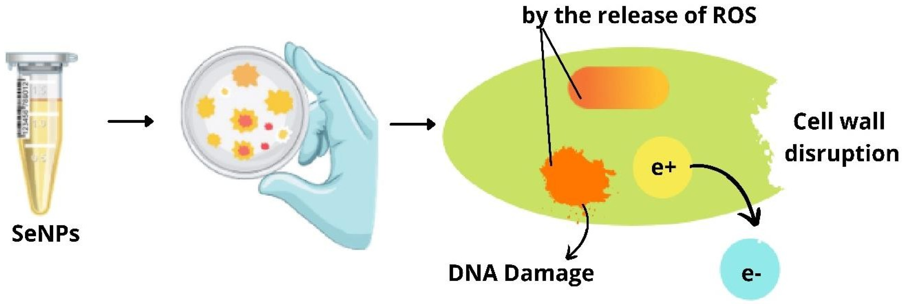 Molecules 29 00801 g005