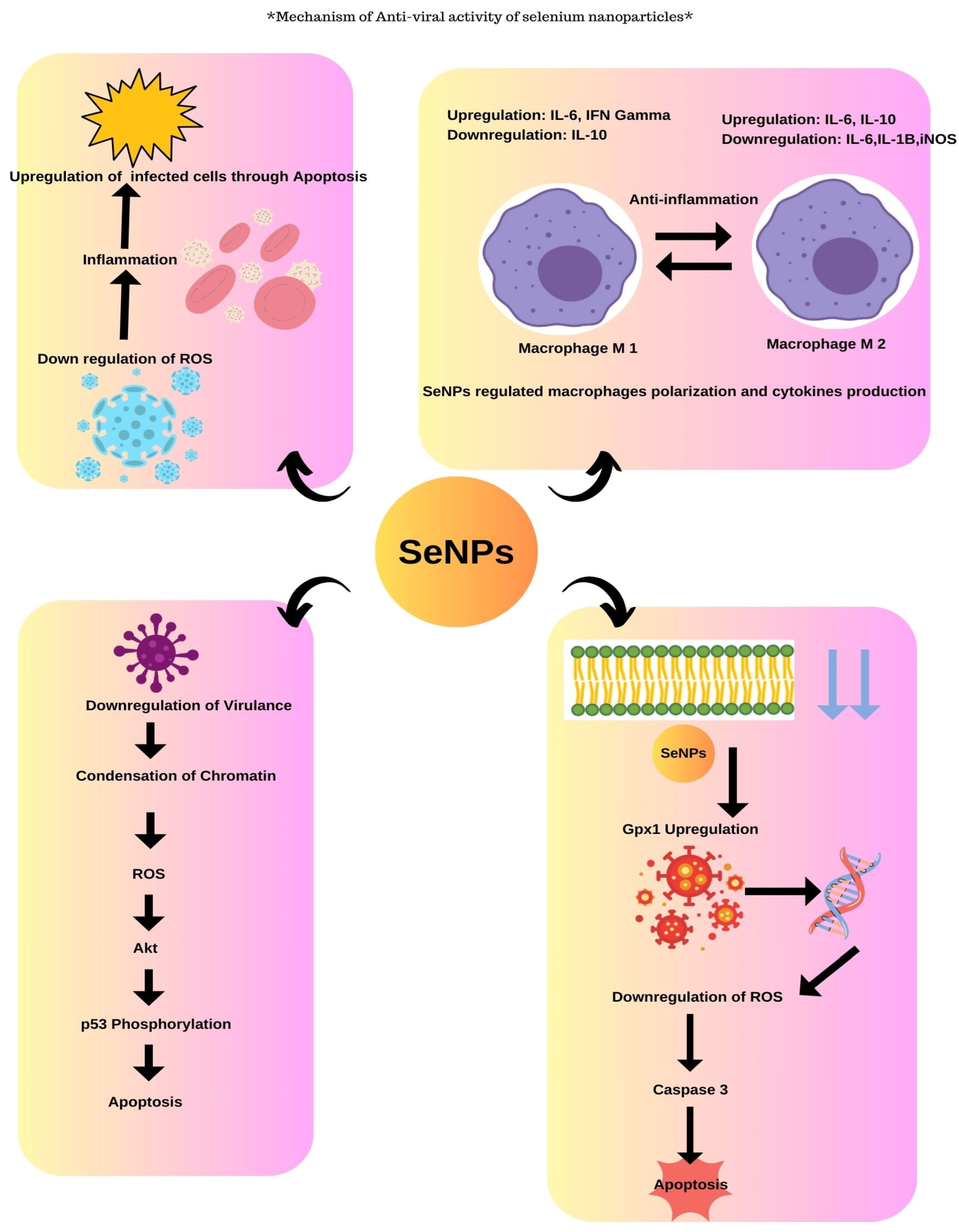 Molecules 29 00801 g007