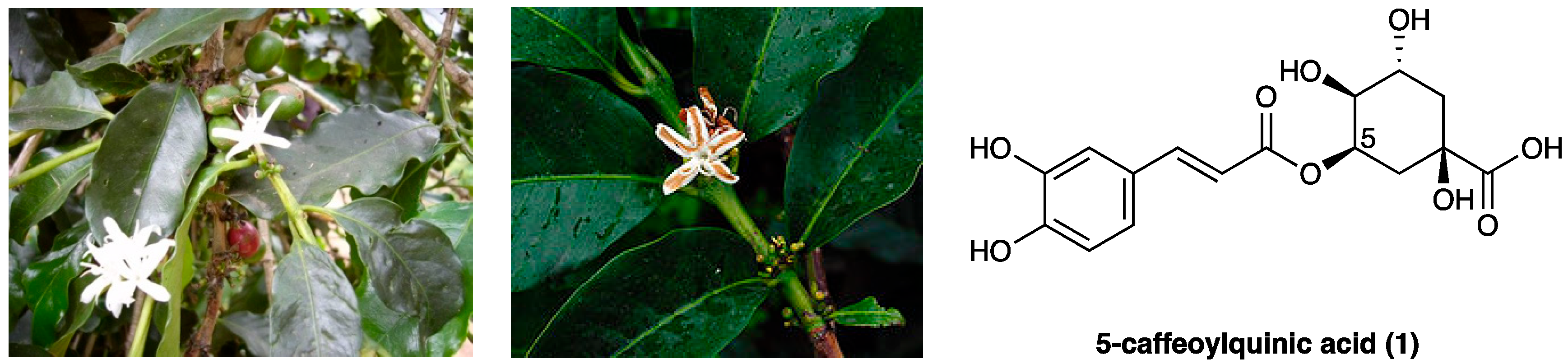 Molecules 29 00815 g001