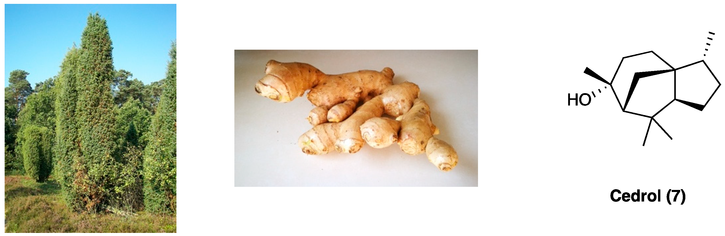 Molecules 29 00815 g005