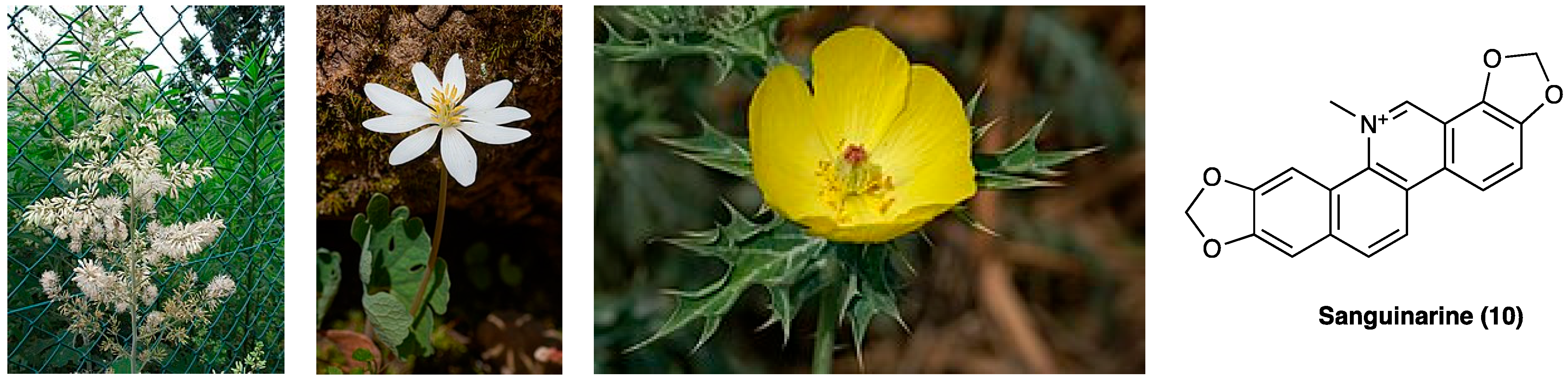 Molecules 29 00815 g008