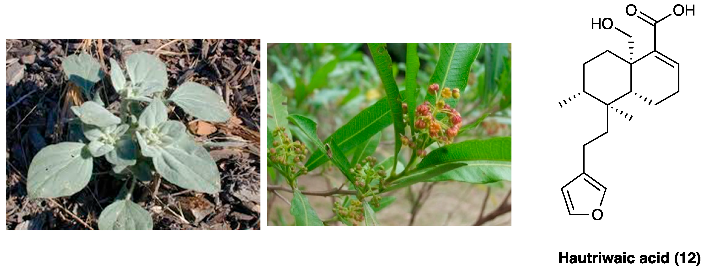 Molecules 29 00815 g010