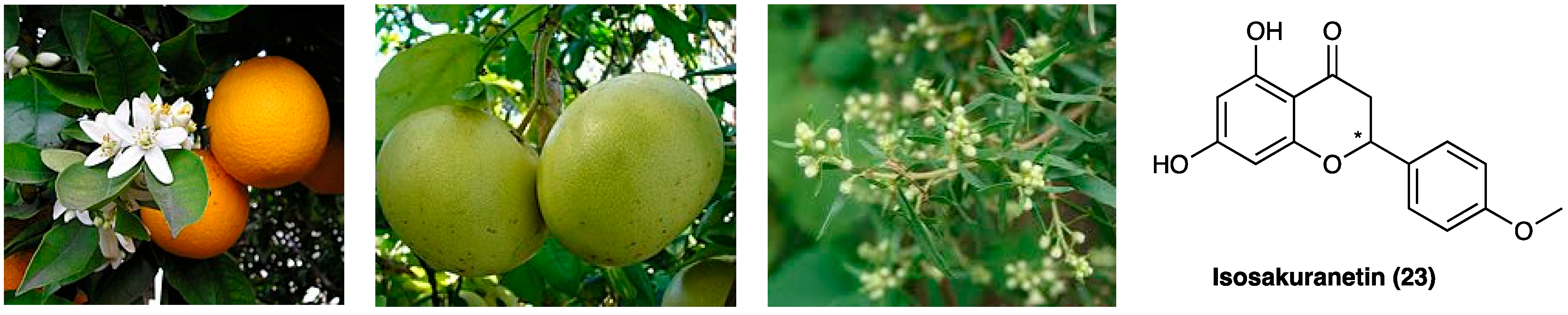 Molecules 29 00815 g017