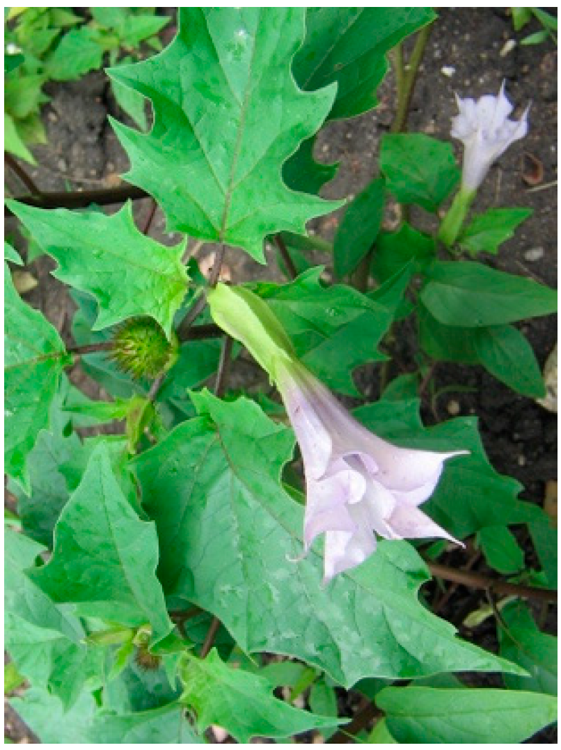 Molecules 29 00815 g019