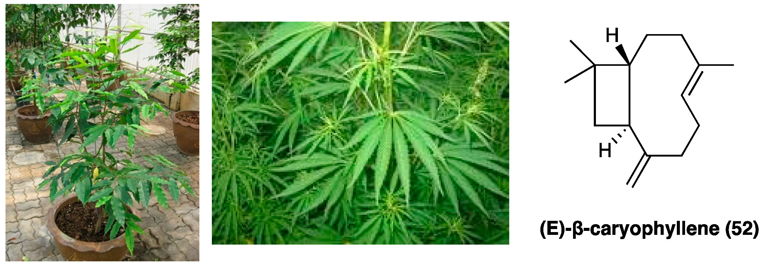 Molecules 29 00815 g027