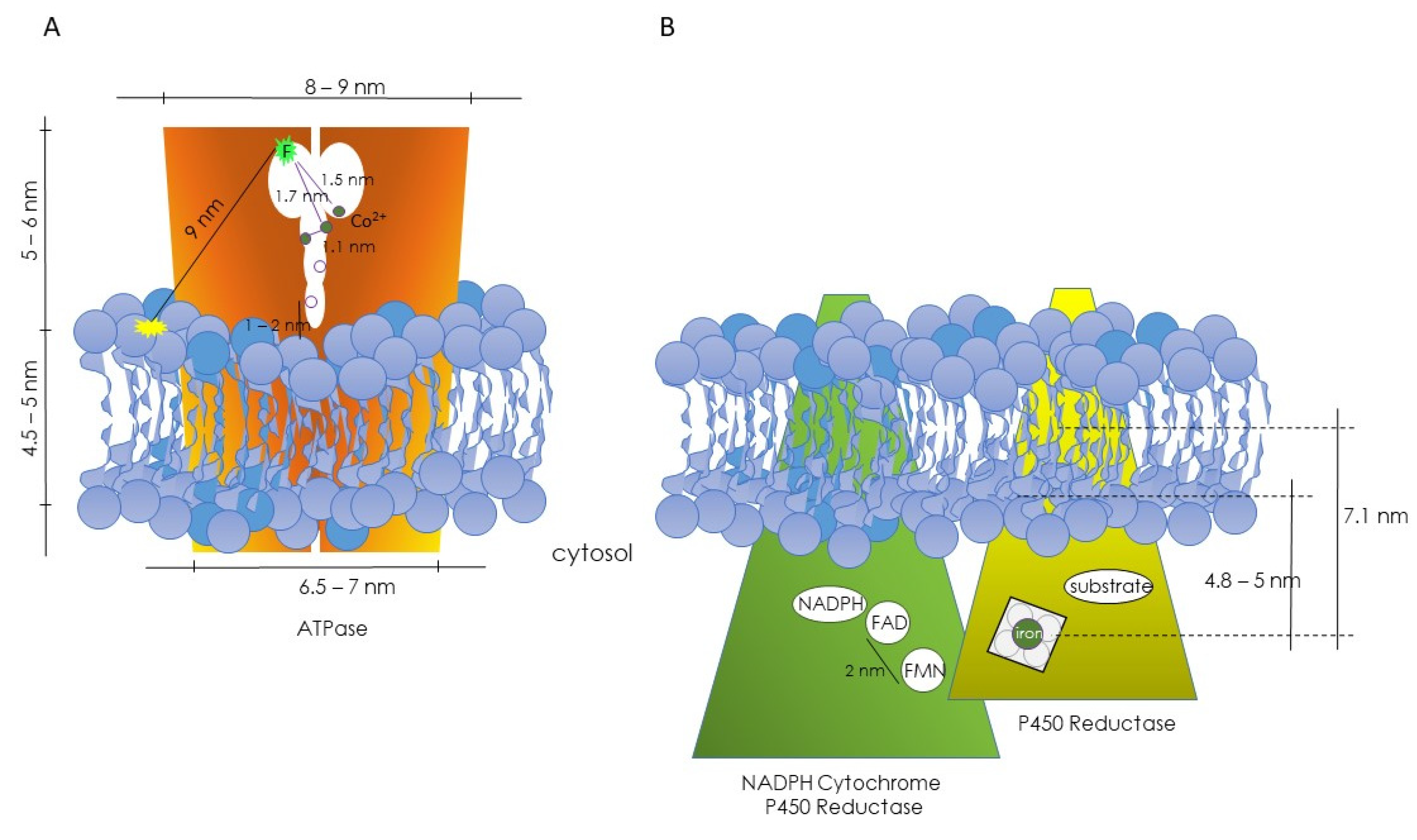 Molecules 29 00820 g001