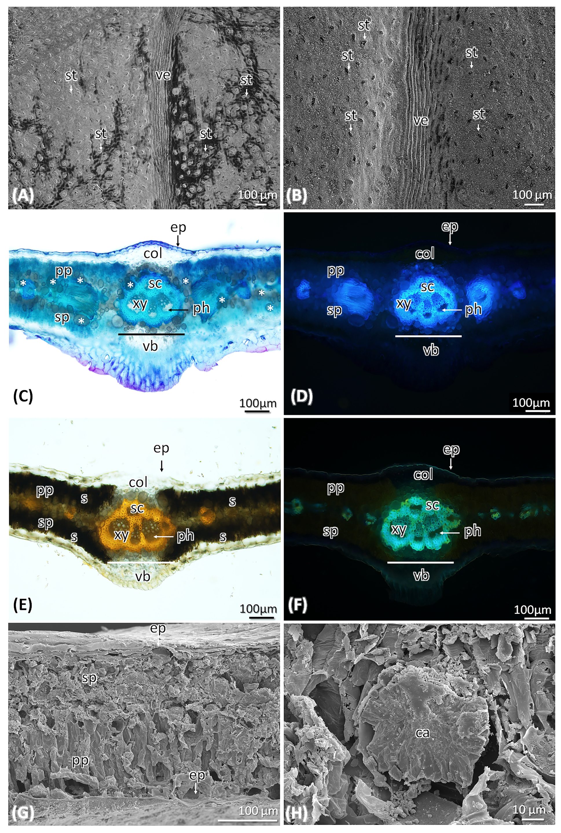 Molecules 29 00833 g003