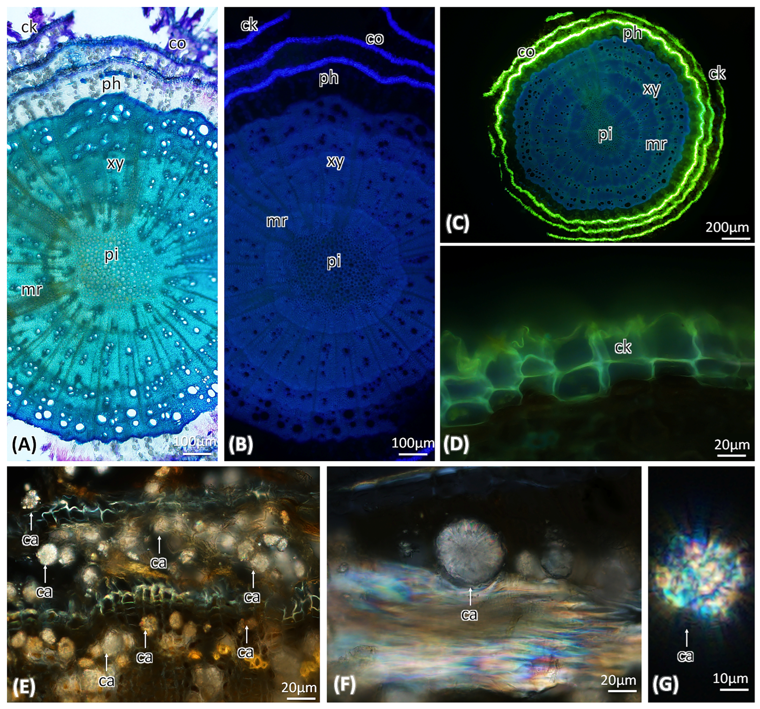 Molecules 29 00833 g004