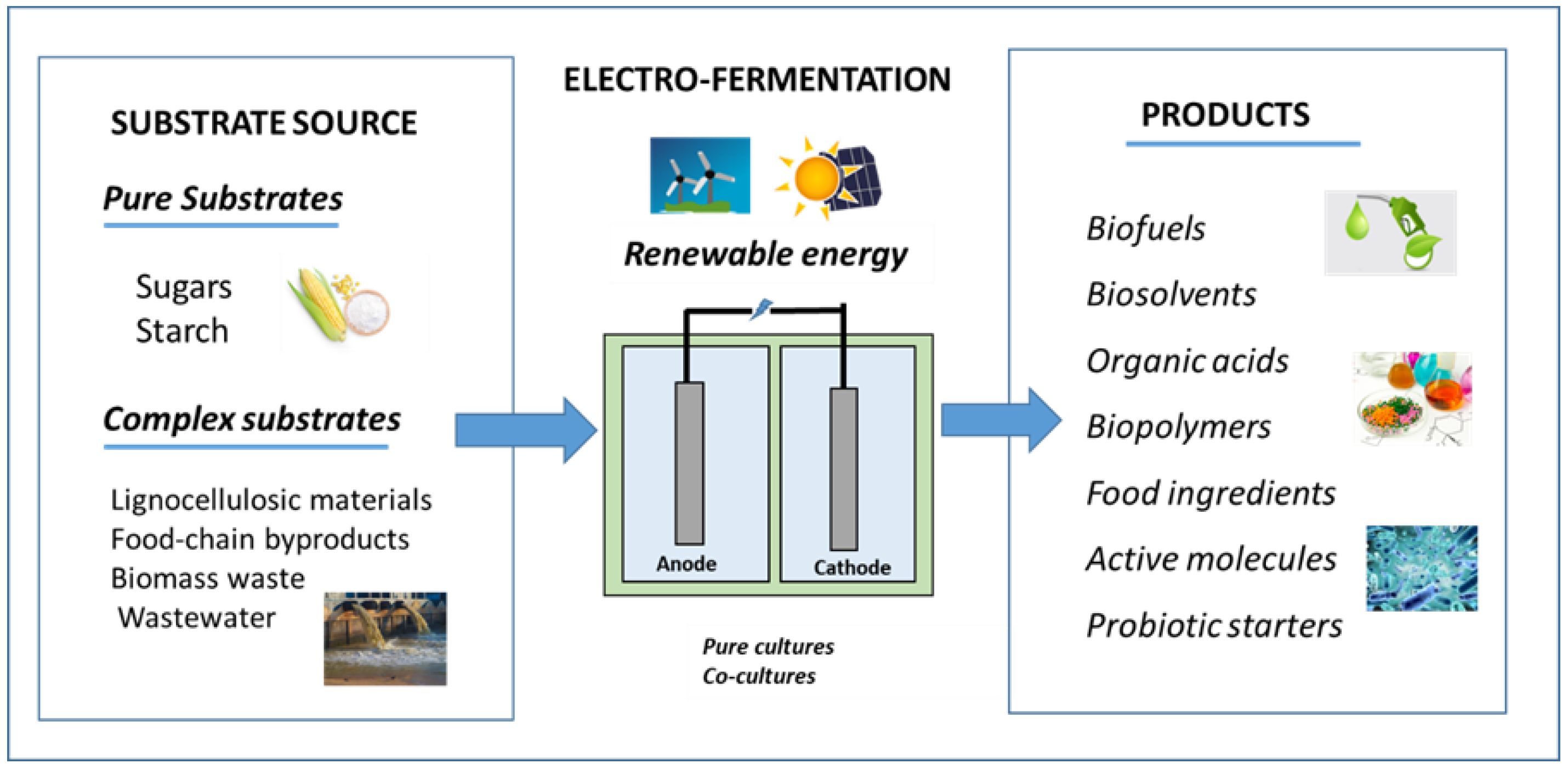 Molecules 29 00834 g001