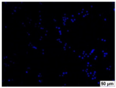 Molecules 29 00851 i005