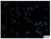 Molecules 29 00851 i006