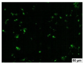 Molecules 29 00851 i010