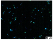 Molecules 29 00851 i012