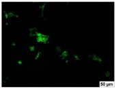 Molecules 29 00851 i013