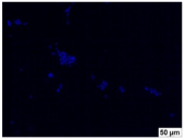 Molecules 29 00851 i014