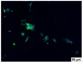 Molecules 29 00851 i015