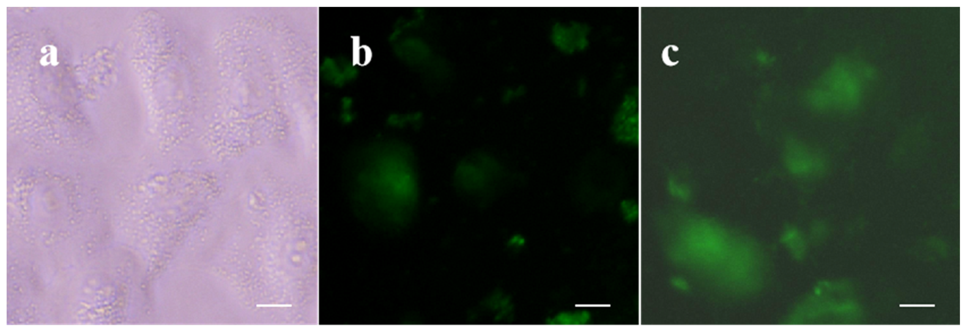 Molecules 29 00882 g006