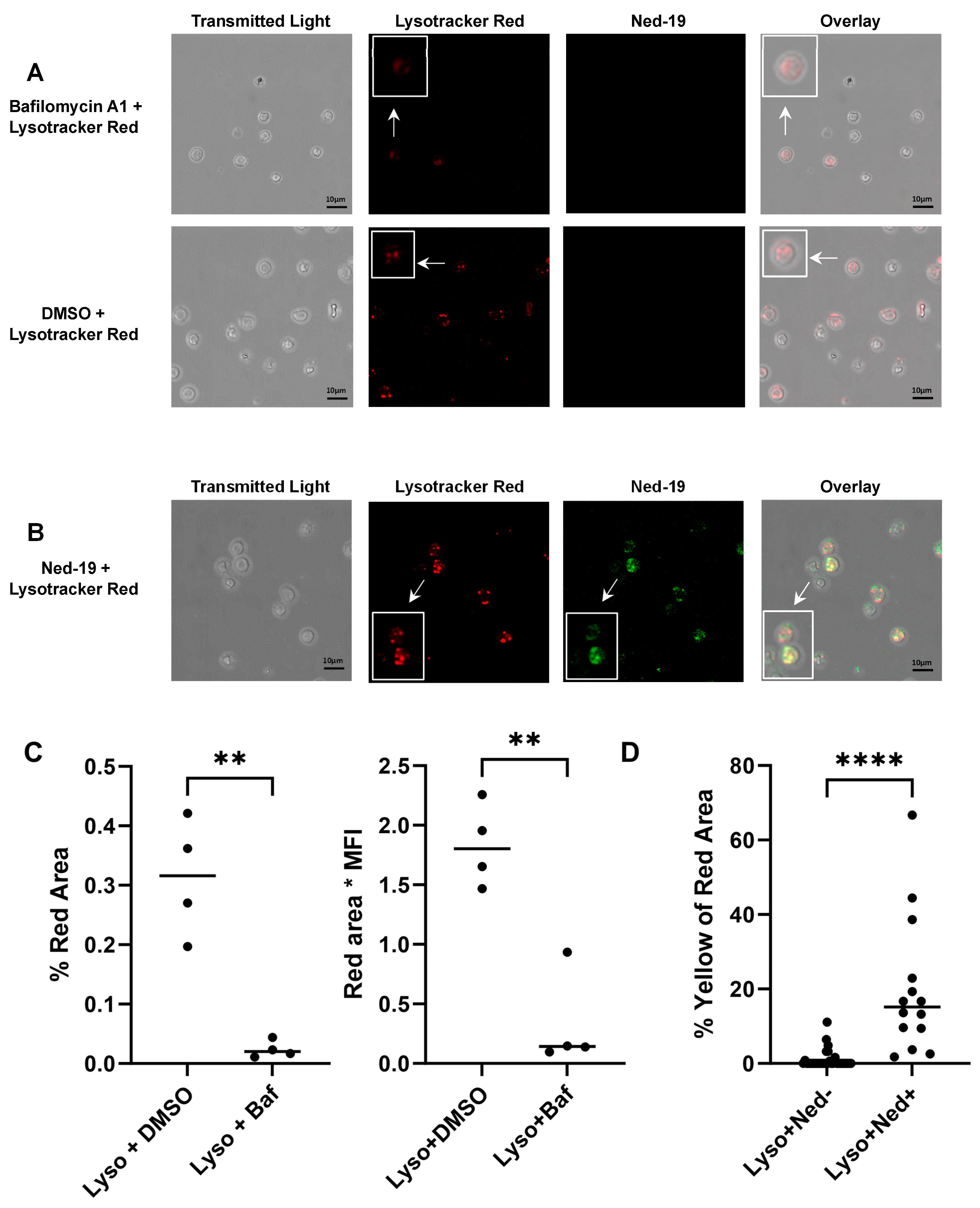 Molecules 29 00907 g005