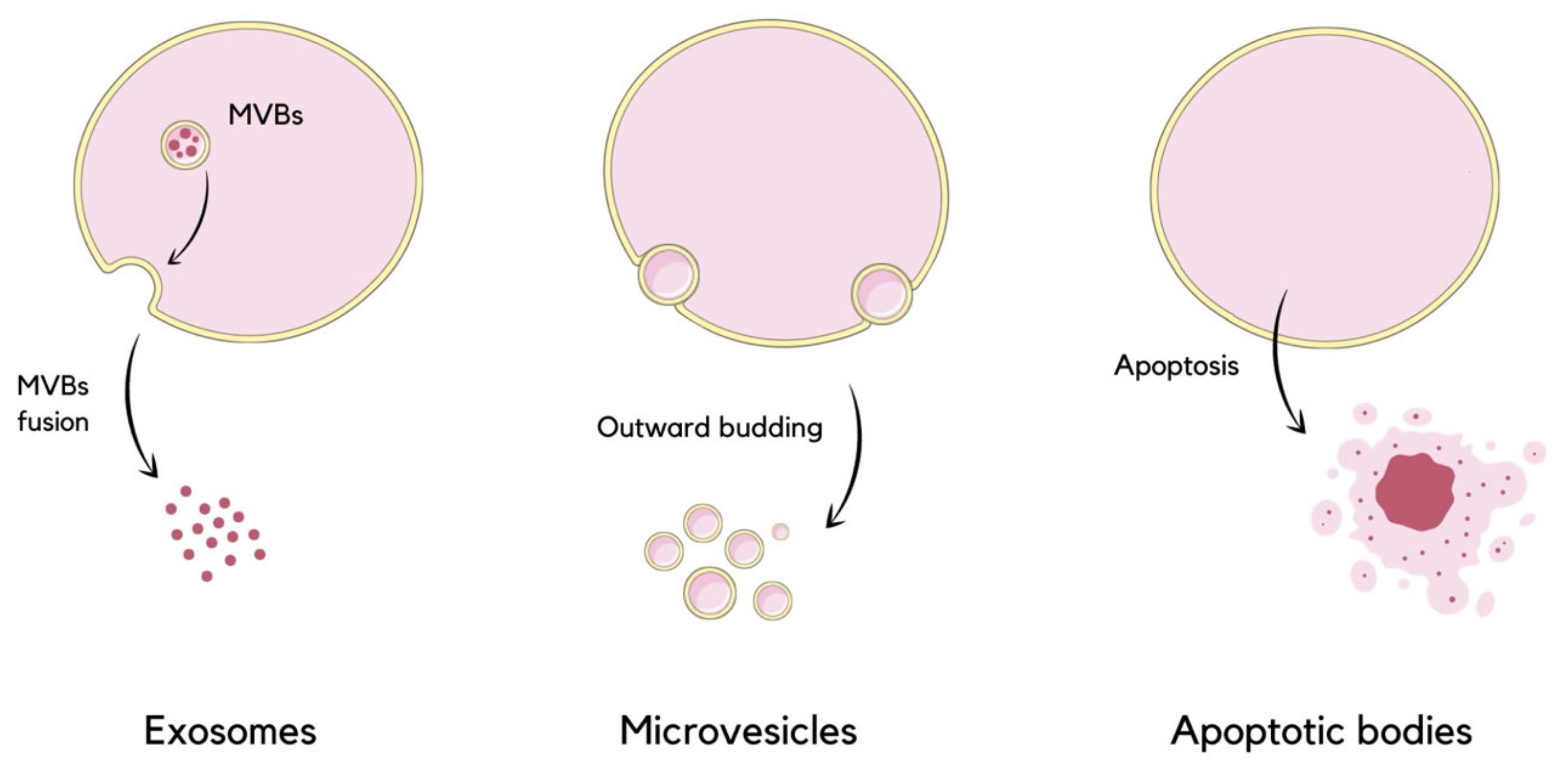 Molecules 29 00948 g001