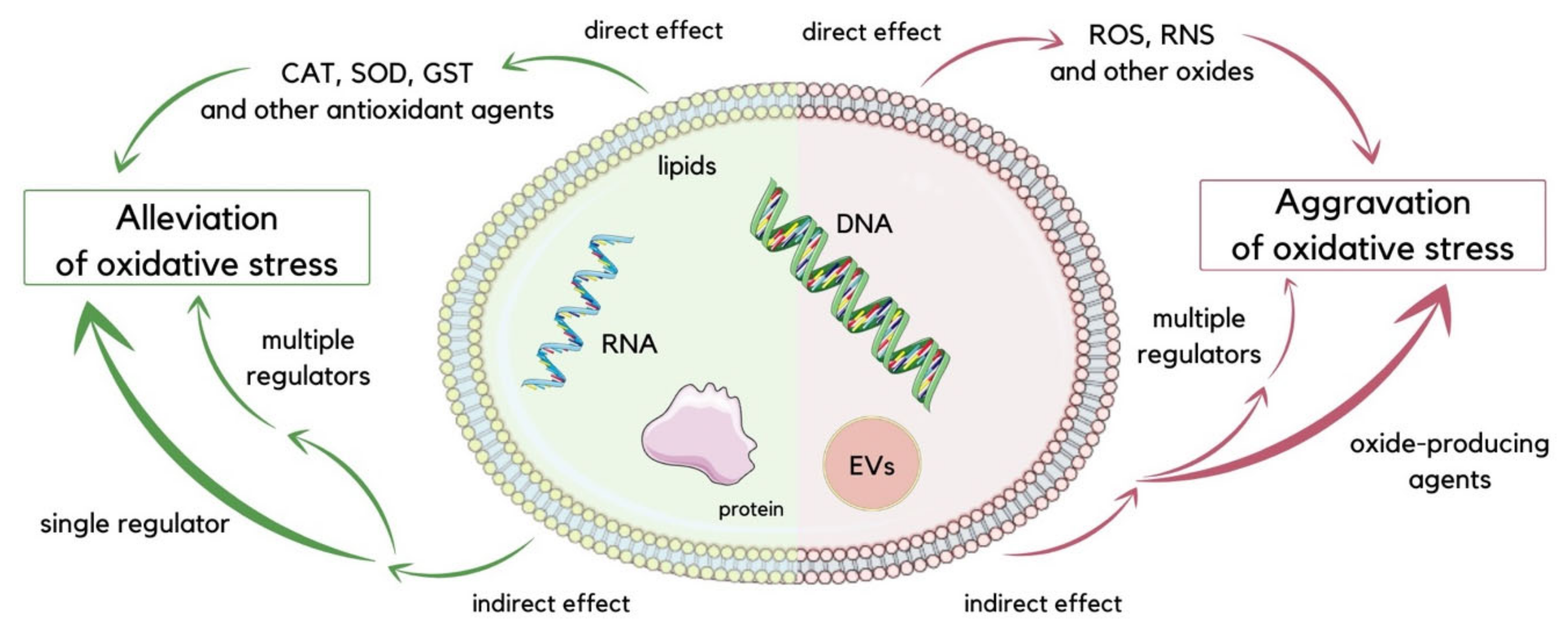 Molecules 29 00948 g002
