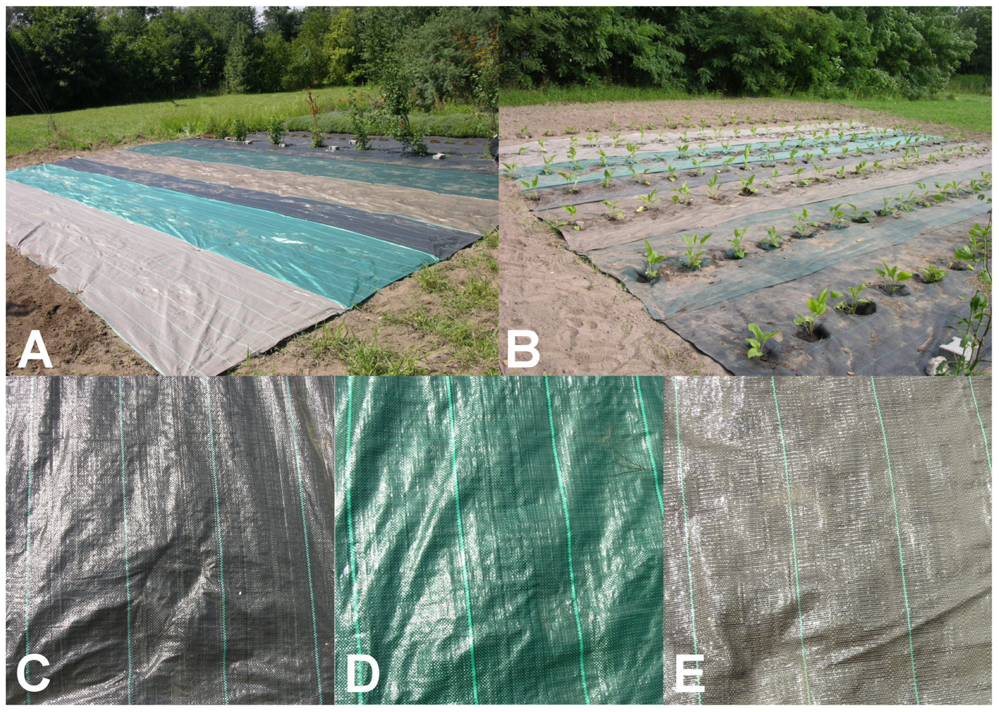 Molecules 29 00971 g001