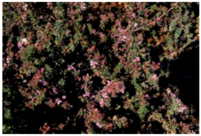 Molecules 29 00980 i001