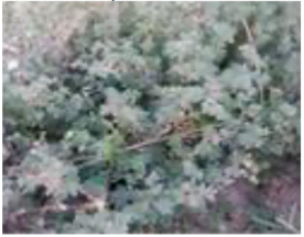 Molecules 29 00980 i002