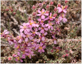 Molecules 29 00980 i003